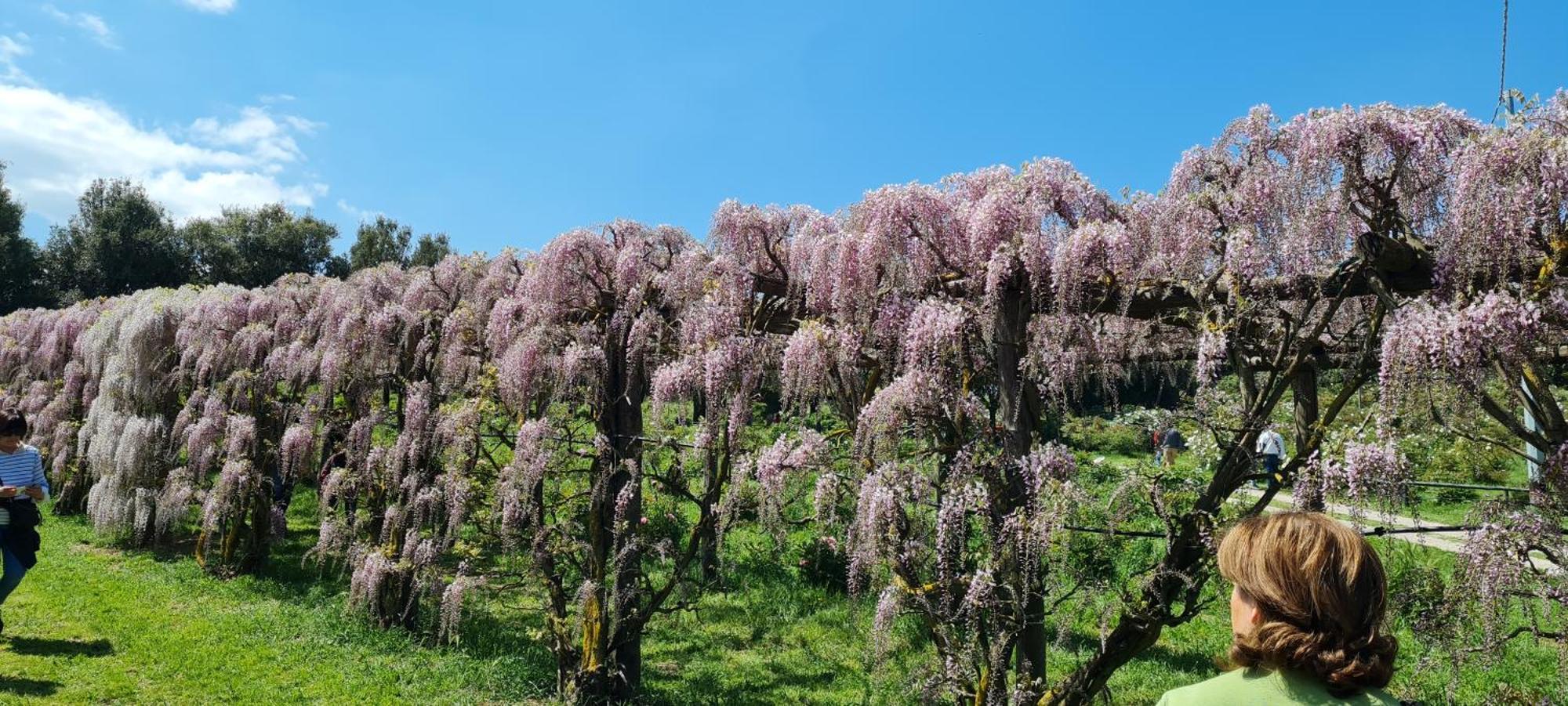 Agriturismo Buonasera Bagnoregio Εξωτερικό φωτογραφία